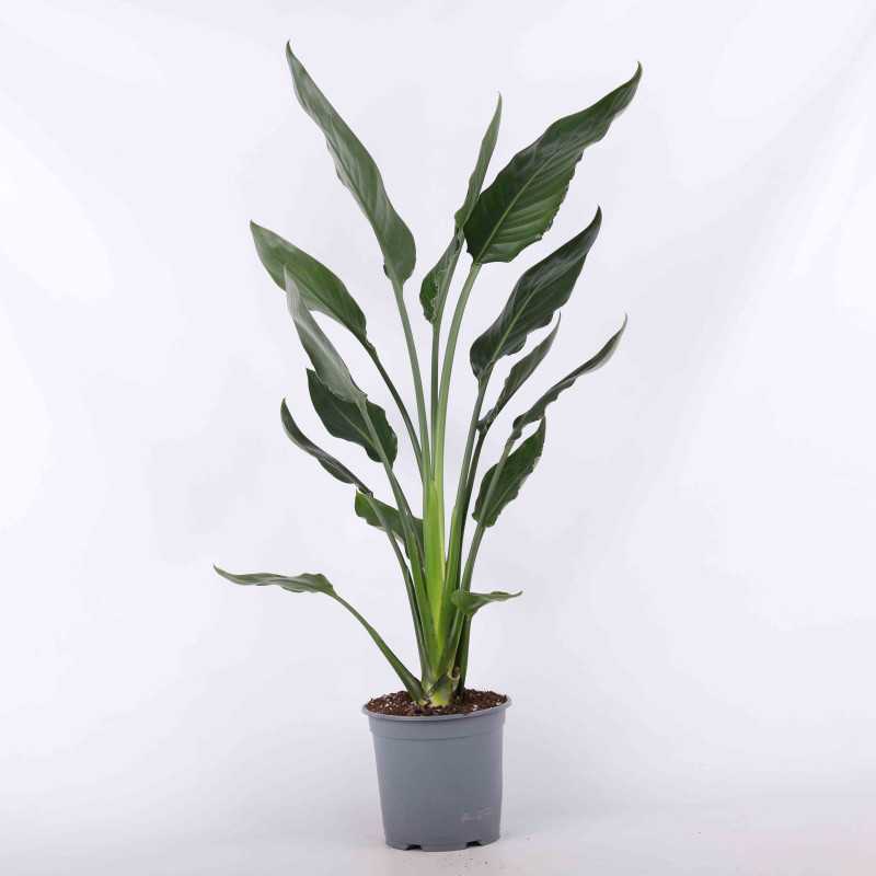 Strelitzia Reginae (Strelicja Królewska, Rajski Ptak) Strelitzia Reginae (Strelicja Królewska, Rajski Ptak)