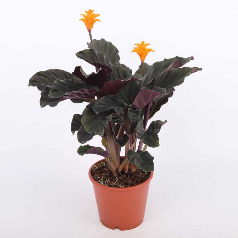 Calathea Goeppertia crocata 'Tassmania' (Kalatea Calathea Goeppertia crocata 'Tassmania' (Kalatea