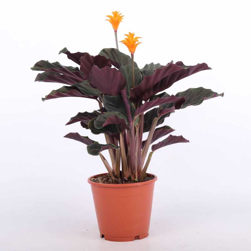 Calathea Goeppertia crocata 'Tassmania' (Kalatea Calathea Goeppertia crocata 'Tassmania' (Kalatea