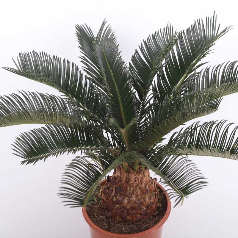 Cycas Revoluta (Cykas, Sagowiec odwinięty) Cycas Revoluta (Cykas, Sagowiec odwinięty)