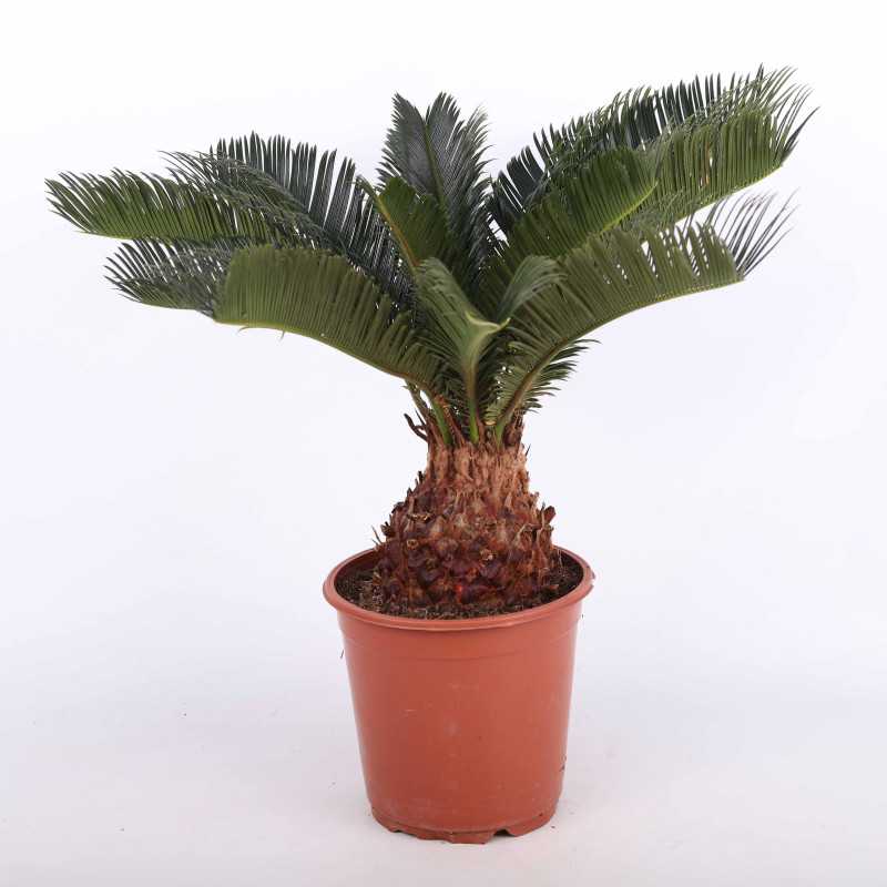 Cycas Revoluta (Cykas, Sagowiec odwinięty) Cycas Revoluta (Cykas, Sagowiec odwinięty)
