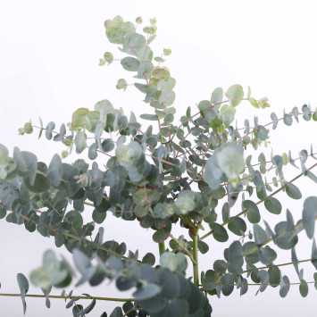 Eucalyptus pulverulenta ‘Baby Blue’ (Eukaliptus)
