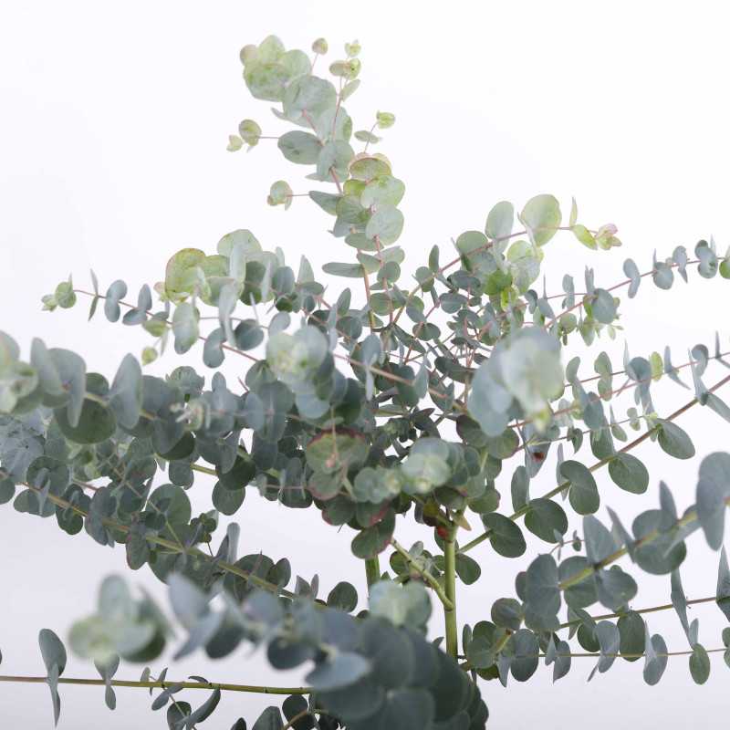 Eucalyptus pulverulenta ‘Baby Blue’ (Eukaliptus)