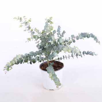Eucalyptus pulverulenta ‘Baby Blue’ (Eukaliptus)