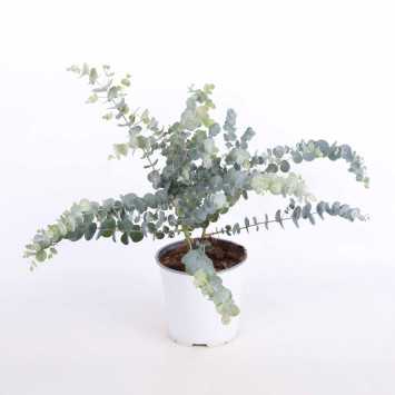 Eucalyptus pulverulenta ‘Baby Blue’ (Eukaliptus)