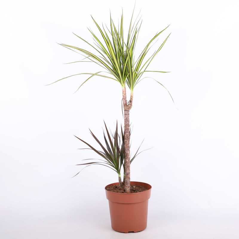 Dracaena marginata Sunray (Dracena obrzeżona) Dracaena marginata Sunray (Dracena obrzeżona)