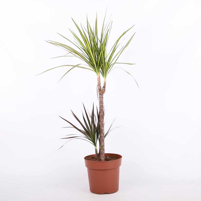 Dracaena marginata Sunray (Dracena obrzeżona) Dracaena marginata Sunray (Dracena obrzeżona)