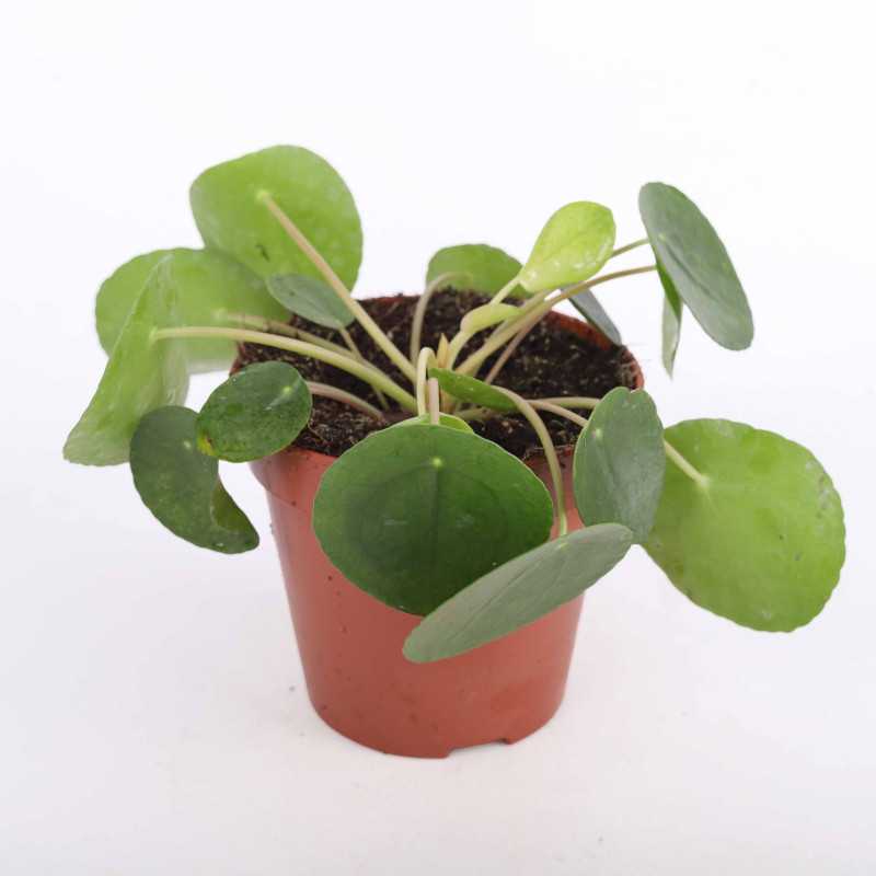 Pilea Peperomioides (Pieniążek)