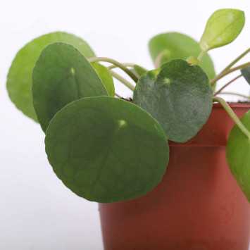 Pilea Peperomioides (Pieniążek)