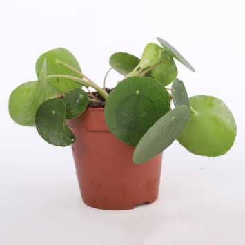 Pilea Peperomioides (Pieniążek)