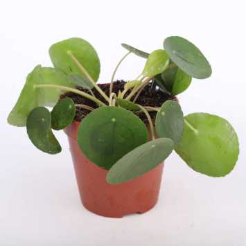 Pilea Peperomioides (Pieniążek)