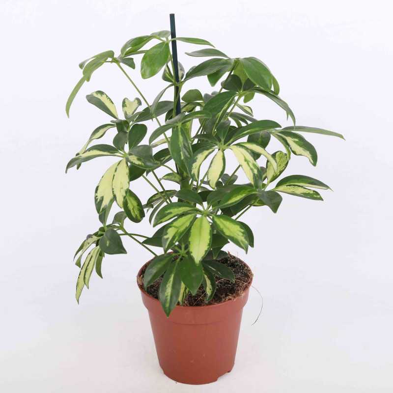 Schefflera arboricola 'Gold Capella' (Szeflera drzewkowata