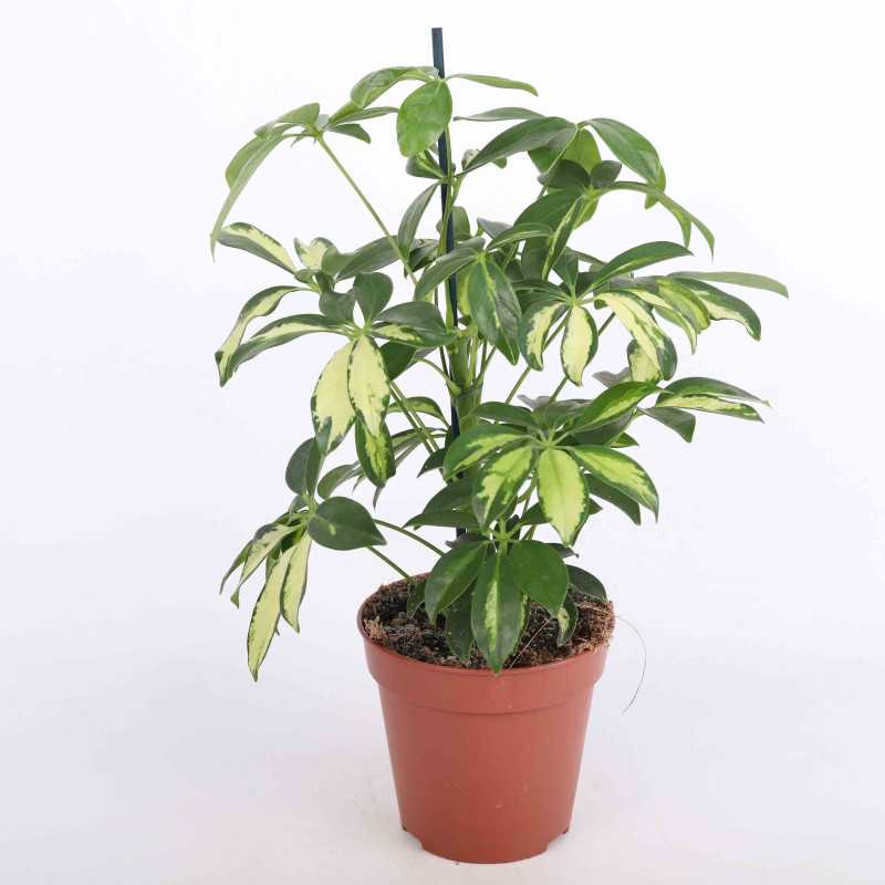 Schefflera arboricola 'Gold Capella' (Szeflera drzewkowata