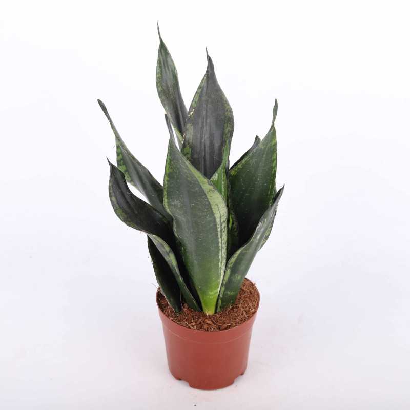 Sansevieria zeylanica Silver Flame (Sansewieria, Wężownica)