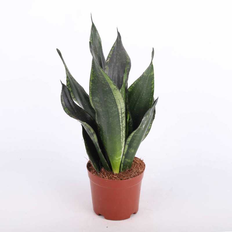 Sansevieria zeylanica Silver Flame (Sansewieria, Wężownica)