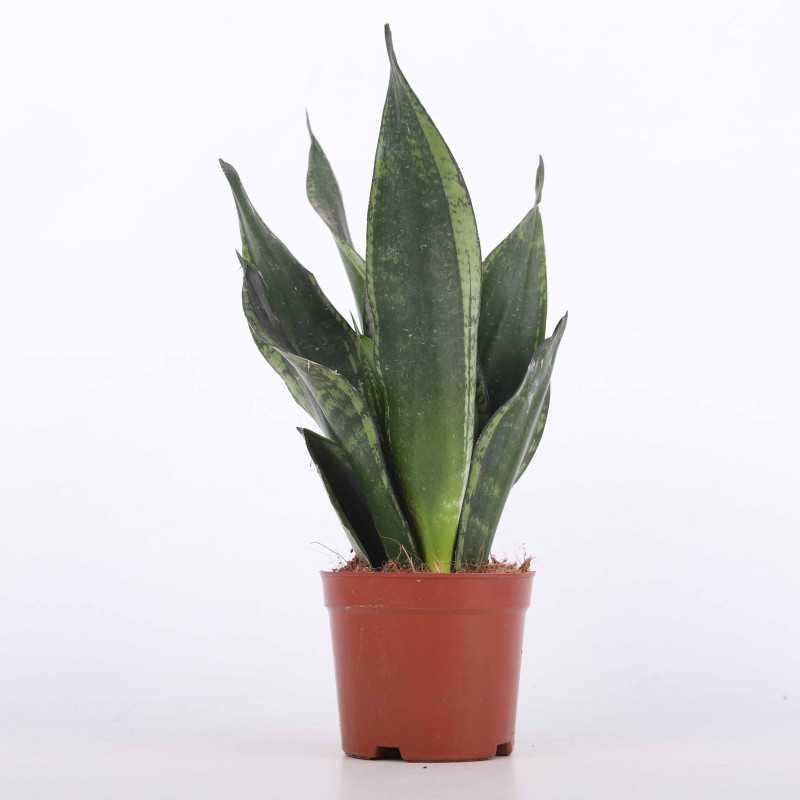 Sansevieria zeylanica Silver Flame (Sansewieria, Wężownica)