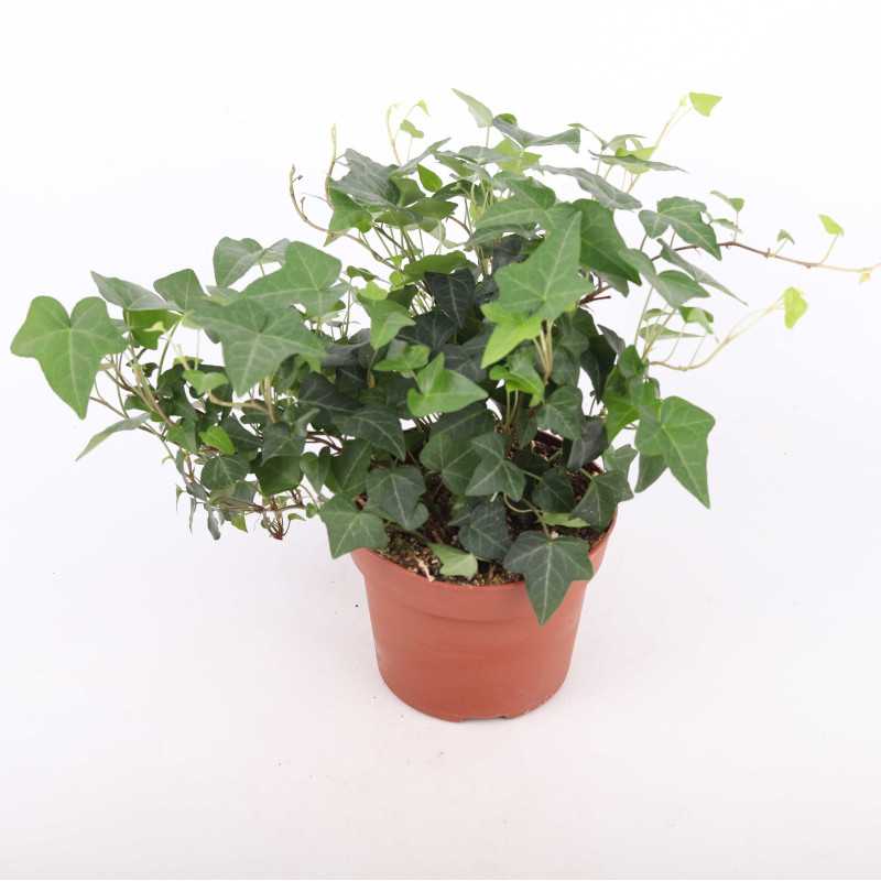 Hedera helix Green Ripple (Bluszcz pospolity) Hedera helix Green Ripple (Bluszcz pospolity)