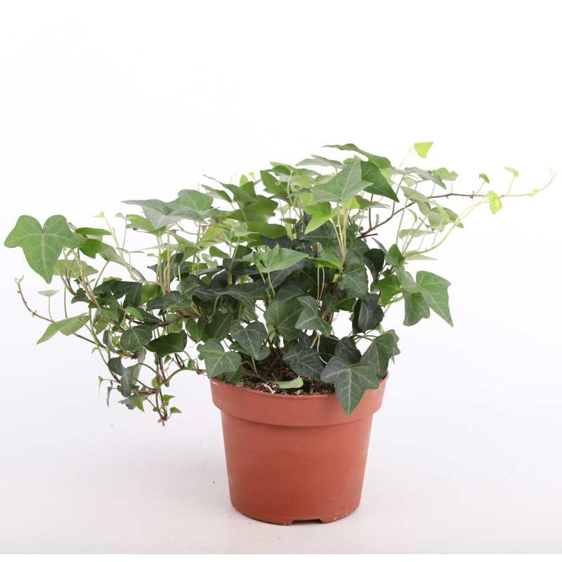 Hedera helix Green Ripple (Bluszcz pospolity) Hedera helix Green Ripple (Bluszcz pospolity)