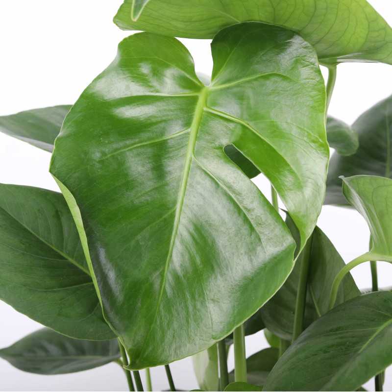 Monstera Deliciosa (Monstera dziurawa) - 64 cm