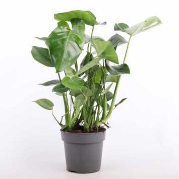 Monstera Deliciosa (Monstera dziurawa) - 64 cm