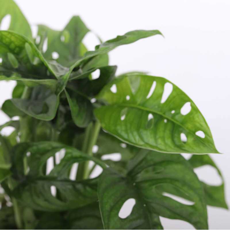 Monstera Adasonii (Monstera Monkey Mask) 37 cm