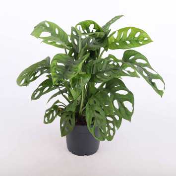 Monstera Adasonii (Monstera Monkey Mask) 37 cm