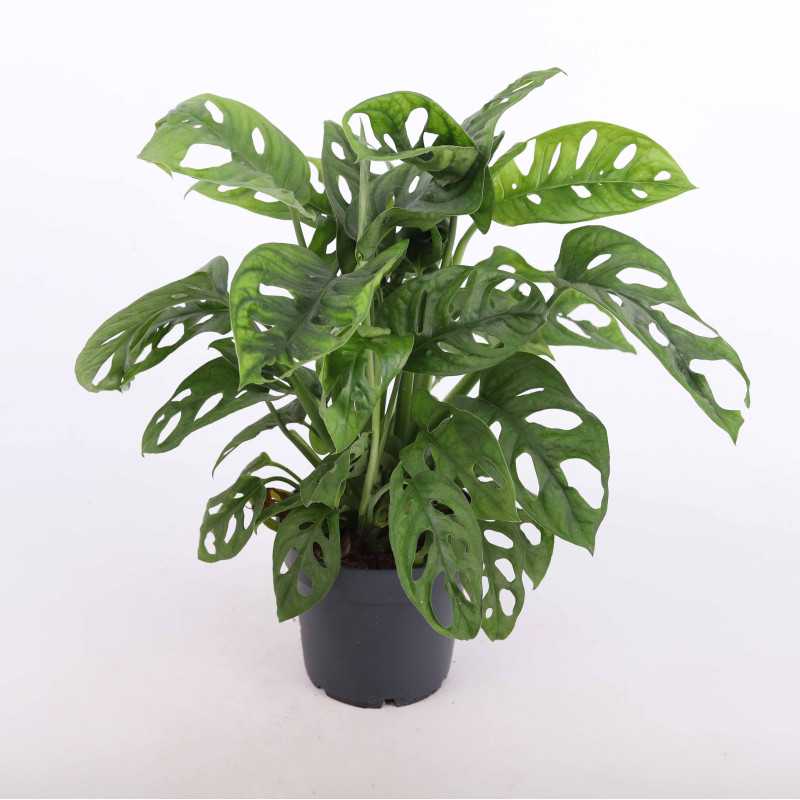 Monstera Adasonii (Monstera Monkey Mask) 37 cm Monstera Adasonii (Monstera Monkey Mask) 37 cm