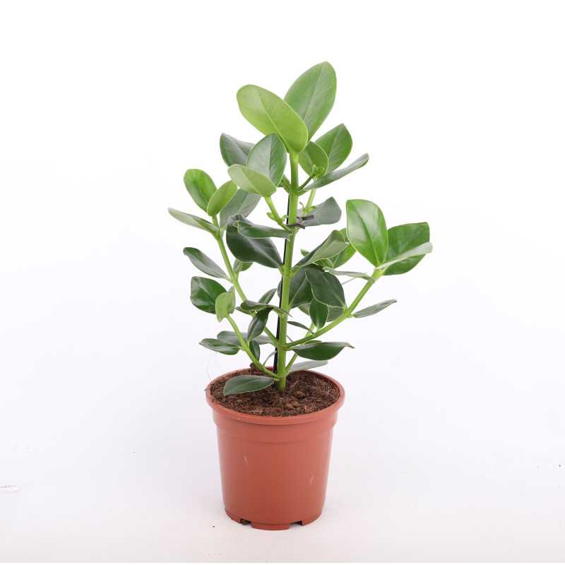 Clusia rosea princess (kluzja)