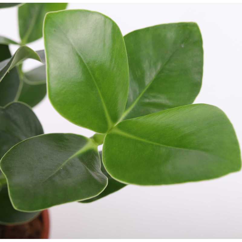 Clusia rosea princess (kluzja)