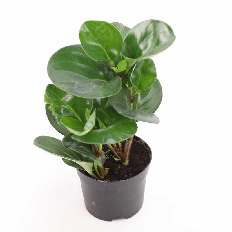 Peperomia mała MIX
