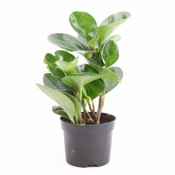 Peperomia mała MIX