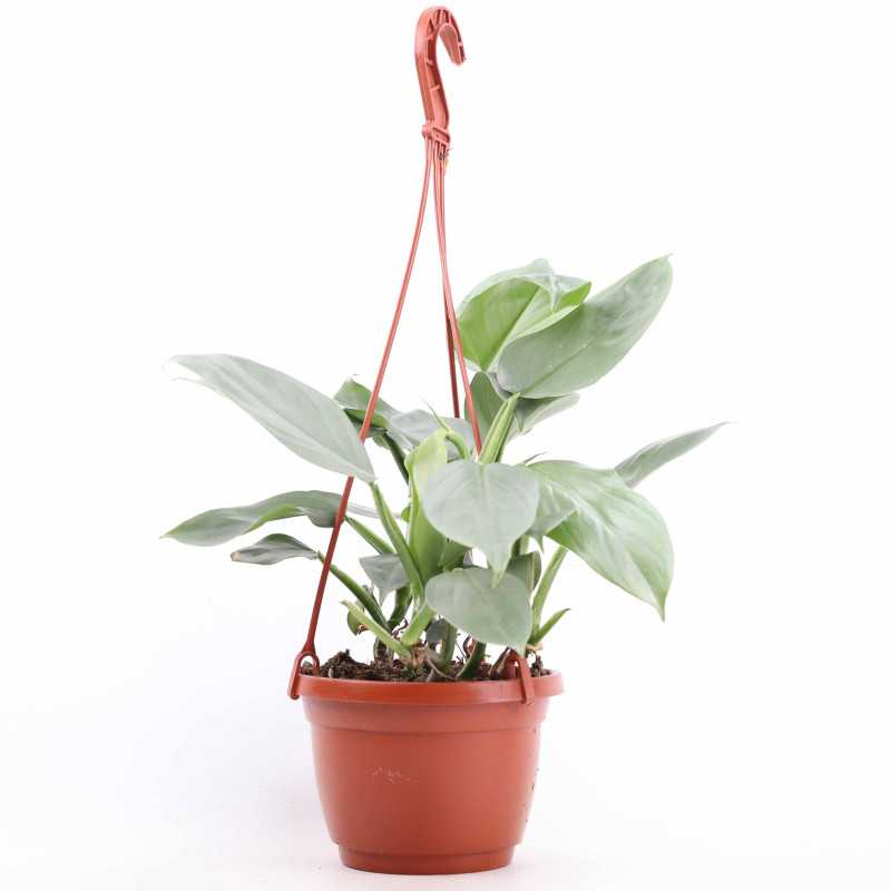 Philodendron hastatum Silver Queen (Filodendron)
