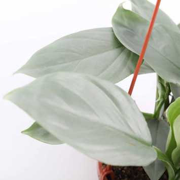 Philodendron hastatum Silver Queen (Filodendron)