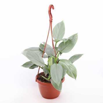 Philodendron hastatum Silver Queen (Filodendron)