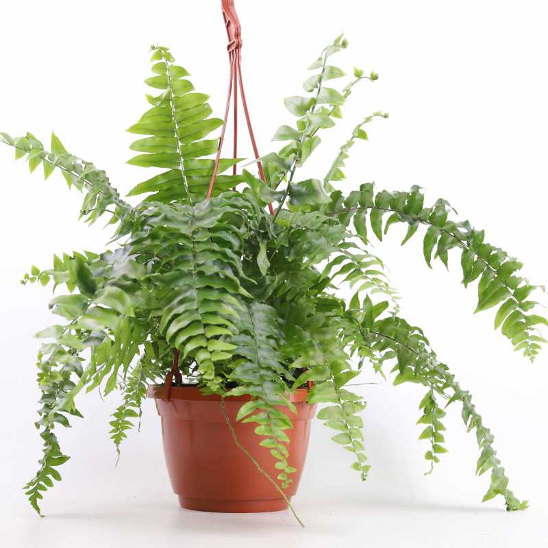 Nephrolepsis (Paproć)