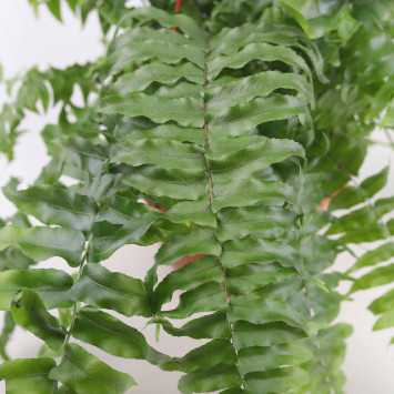 Nephrolepsis (Paproć)