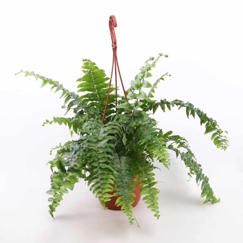 Nephrolepsis (Paproć)
