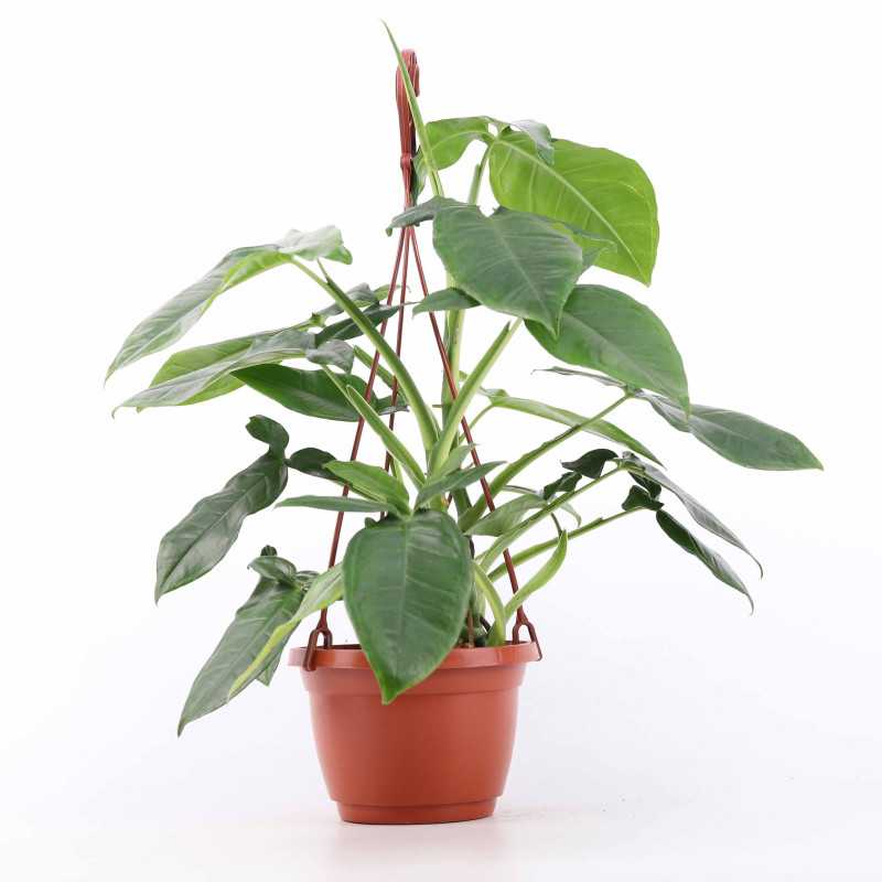 Syngonium podophyllum “Trileaf Wonder” (Zroślicha)