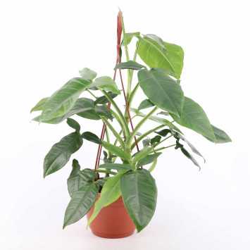 Syngonium podophyllum “Trileaf Wonder” (Zroślicha)