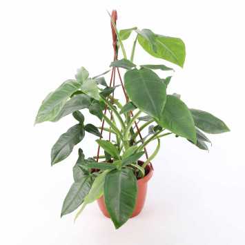 Syngonium podophyllum “Trileaf Wonder” (Zroślicha)