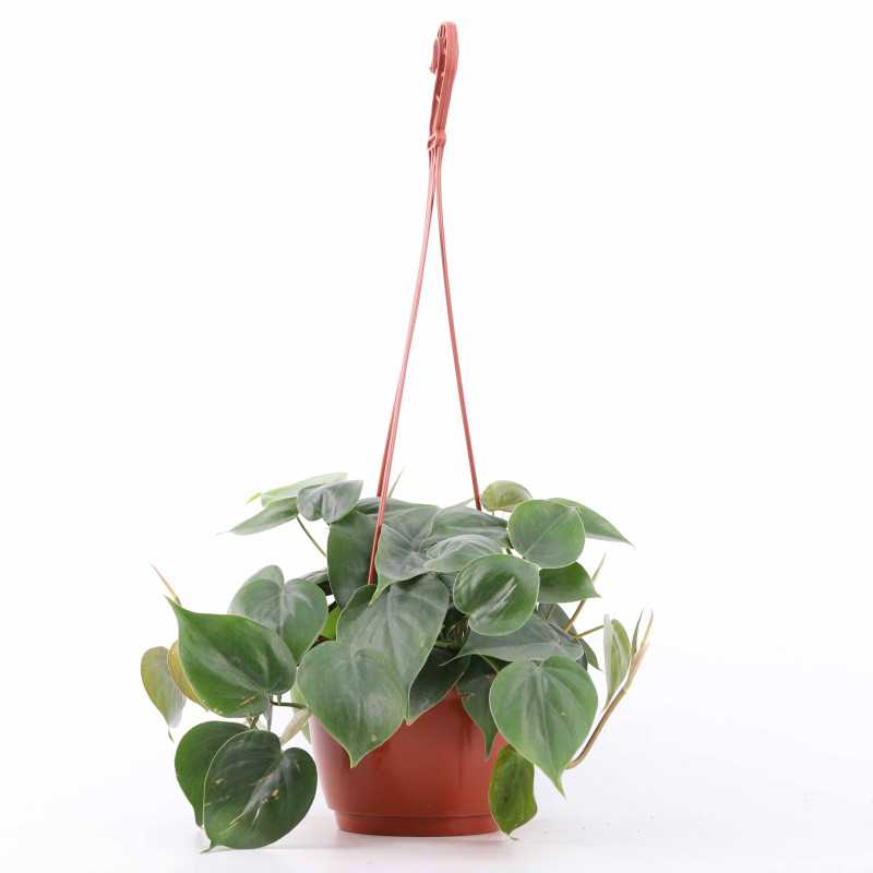 Philodendron Scandens - Polski produceny - średnica: 16 cm