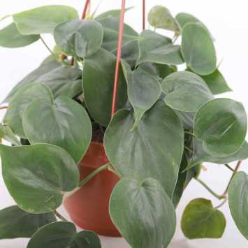 Philodendron Scandens - Polski produceny - średnica: 16 cm