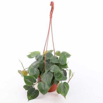 Philodendron Scandens - Polski produceny - średnica: 16 cm