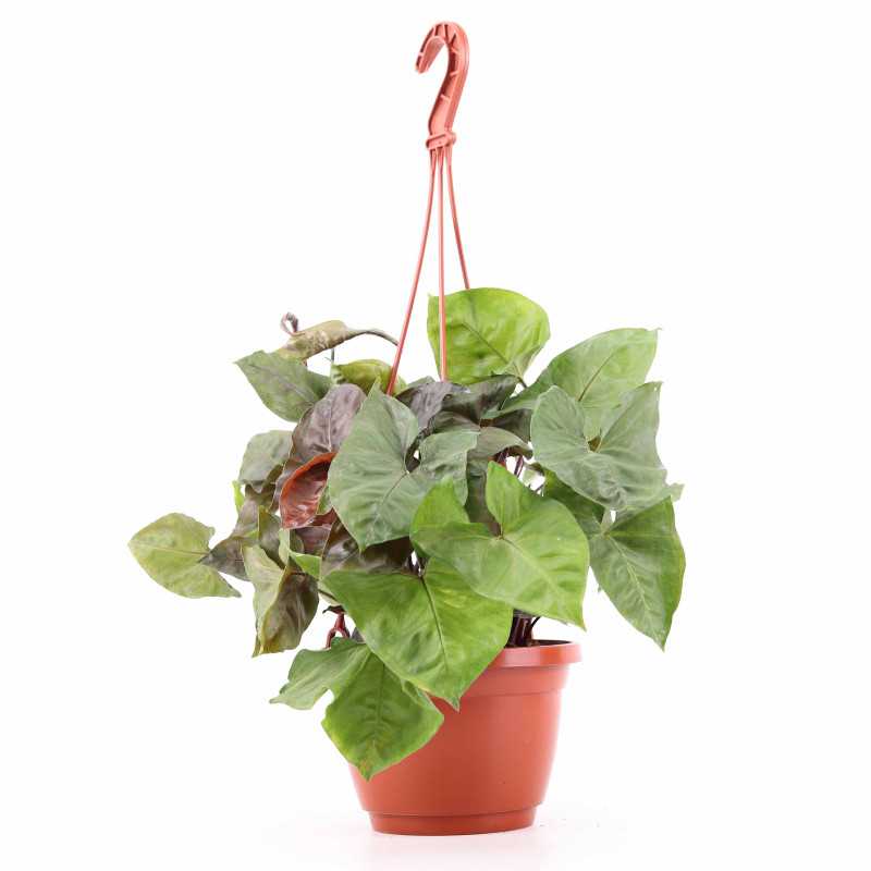 Syngonium Maria (Zroślicha)