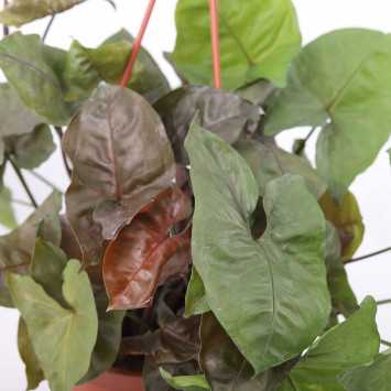 Syngonium Maria (Zroślicha)