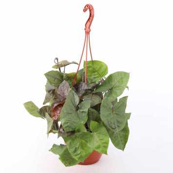 Syngonium Maria (Zroślicha)