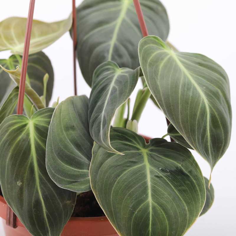 Philodendron Melanochrysum (Filodendron) Philodendron Melanochrysum (Filodendron)