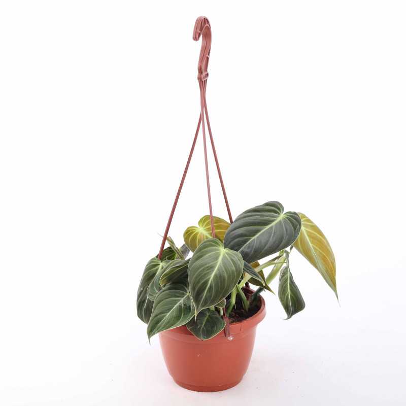 Philodendron Melanochrysum (Filodendron) Philodendron Melanochrysum (Filodendron)