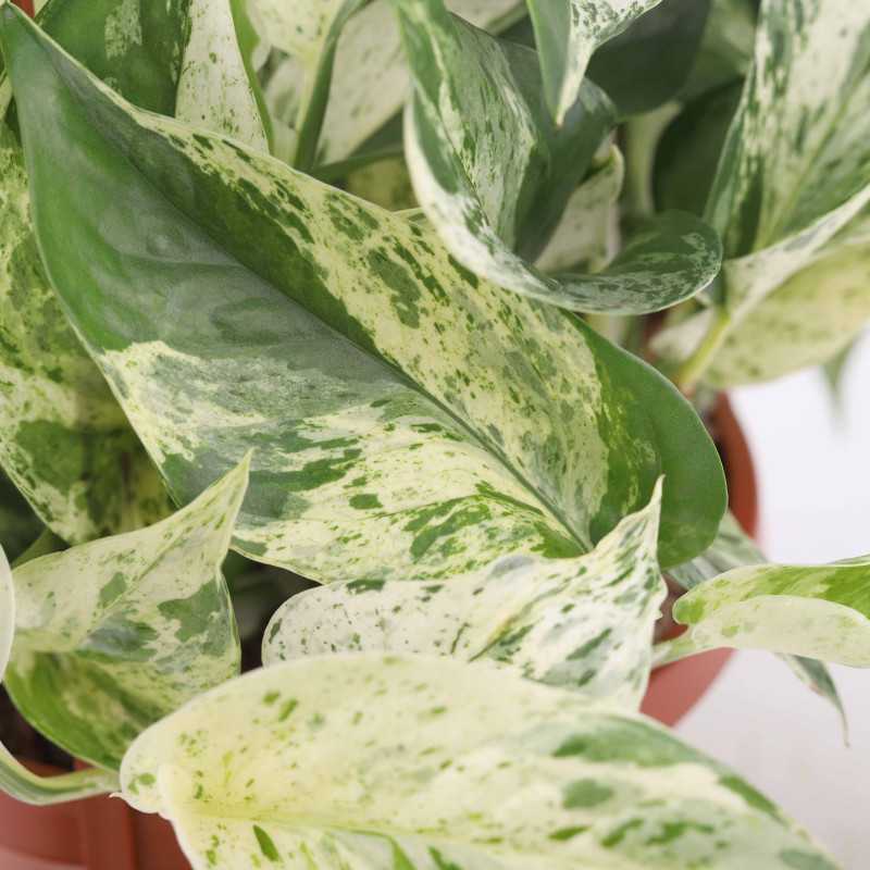 Epipremnum Marble Queen (Epipremium Wiszące)