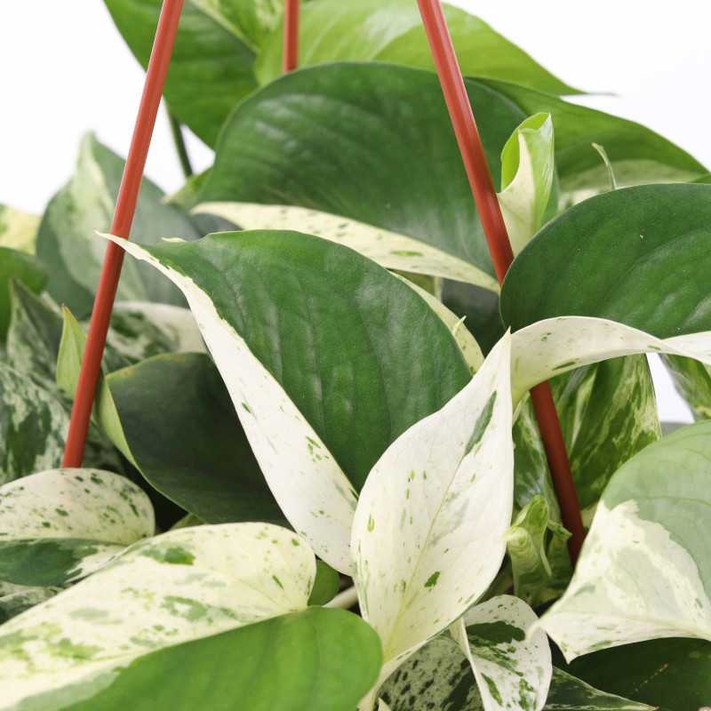 Epipremnum Marble Queen (Epipremium Wiszące)
